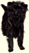 affenpinscher