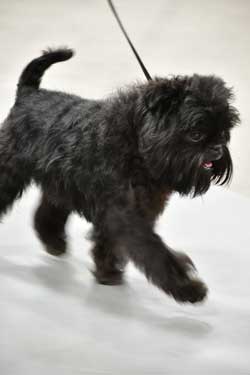 affen on the move